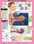 Blueprint for Health Your Ears Anatomical Chart